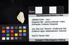 Foto (Objket + Etiketten) von Decapoda indet. 